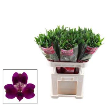 Alstromerien, violett - 10 Stiele